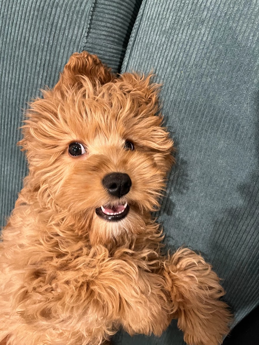 Clover the Cockapoo