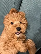 Clover the Cockapoo