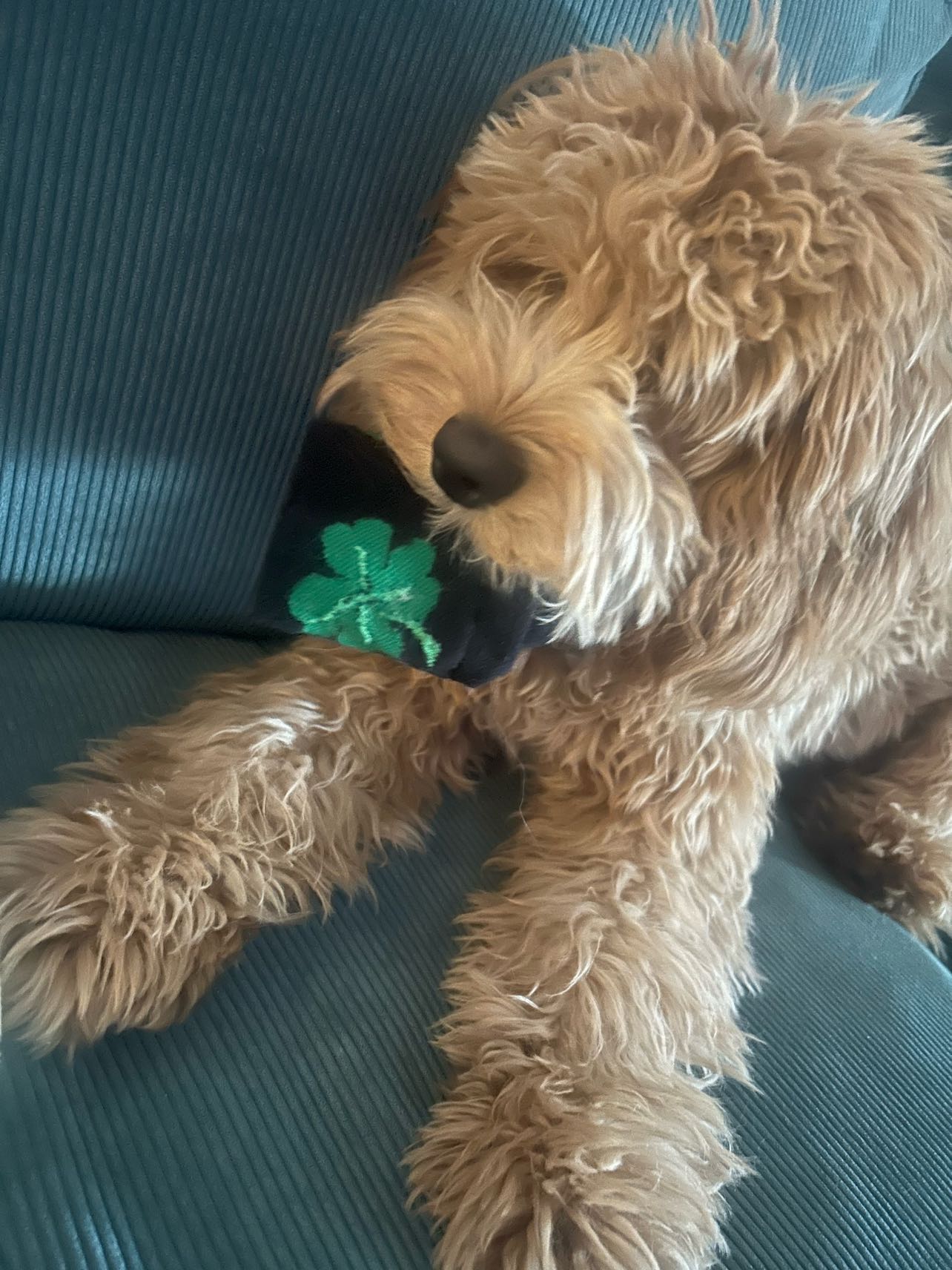 Clover the Cockapoo with a sock