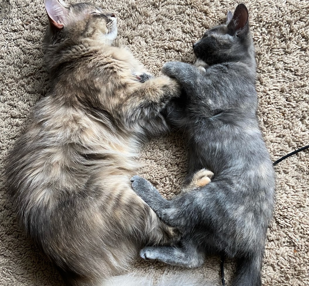Lucky and Charm - Patrick's cats