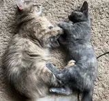 Lucky and Charm - Patrick's cats